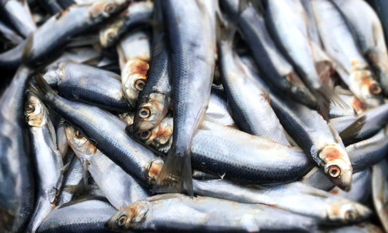 Fresh Herring