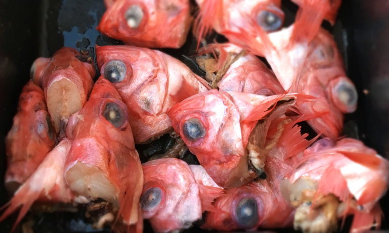 Redfish Heads